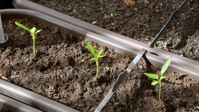 pimento seedlings from seed