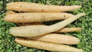 Tips for pruning luffa seedling vines