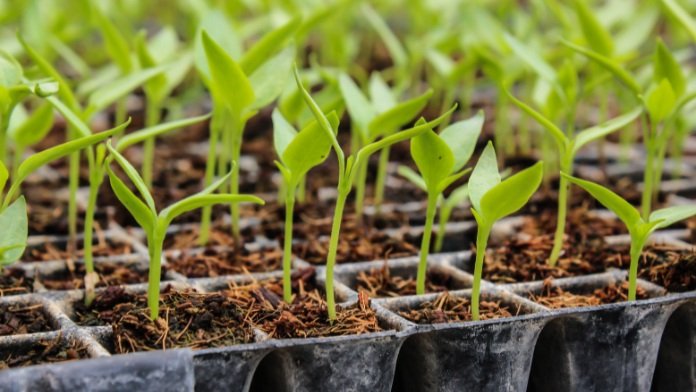 black-eyed Susan seedling