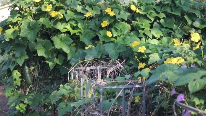 Tips for pruning luffa seedling vines