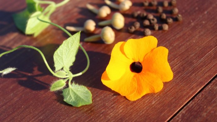 black-eyed Susan seedling