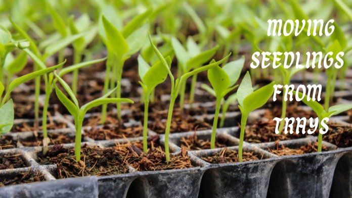when to transplant seedlings from seed tray