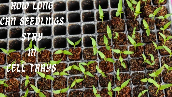 when to transplant seedlings from seed tray