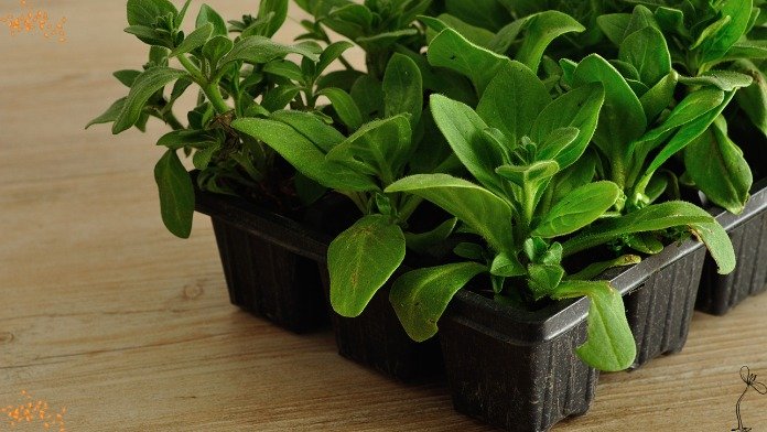 when to transplant seedlings from seed tray