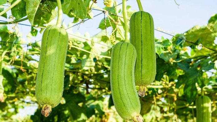 Best ways to care for luffa seedlings indoors