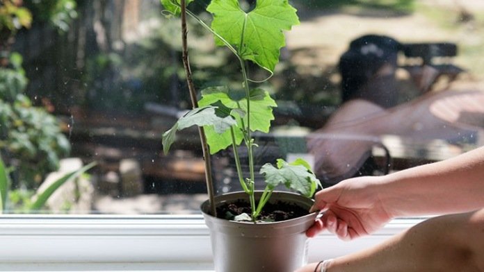 Best ways to care for luffa seedlings indoors