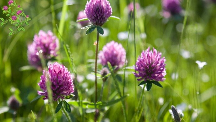 red clover seedlings