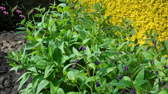 Comfrey seedlings