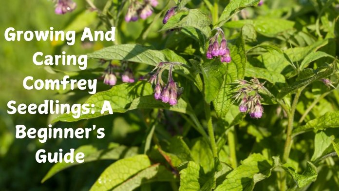 Comfrey seedlings