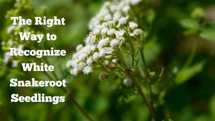 The Right Way to Recognize White Snakeroot Seedlings